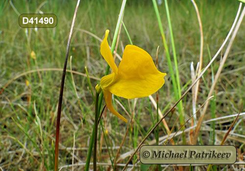 Horned Bladderwort (Utricularia cornuta)